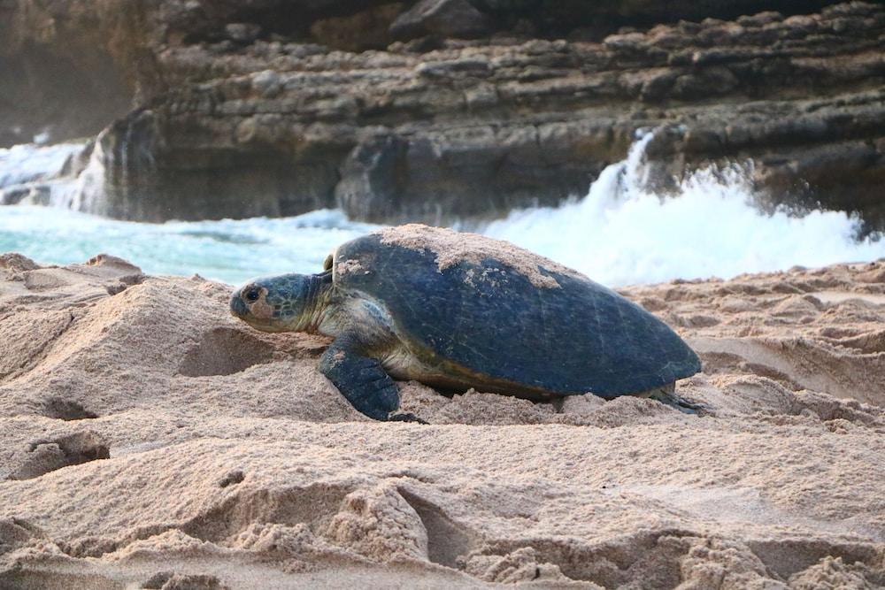 Ras Al Jinz Turtle Reserve Al Hadd Zewnętrze zdjęcie