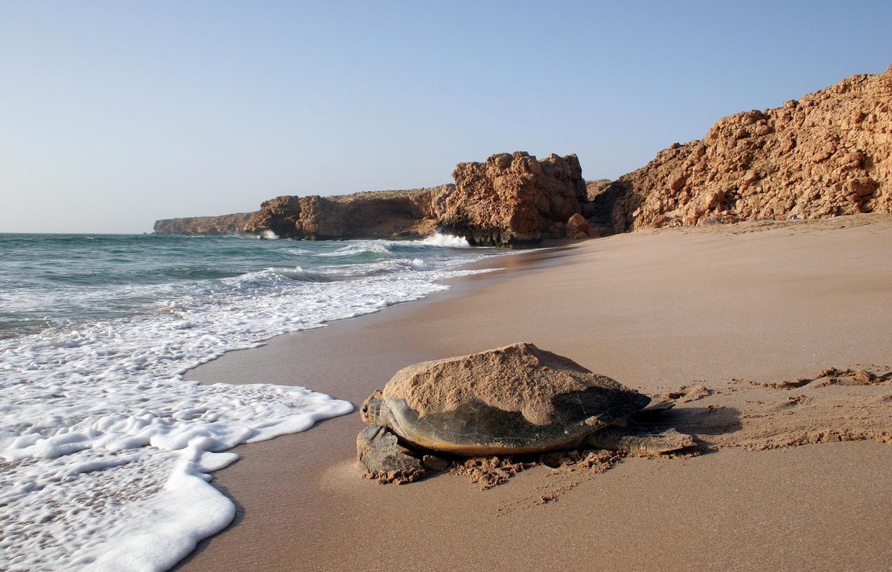 Ras Al Jinz Turtle Reserve Al Hadd Zewnętrze zdjęcie